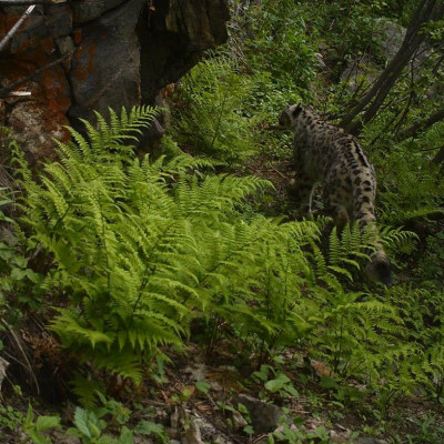 Snow leopard in sechu wls camera trapped